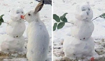 Кролик съел нос снеговику