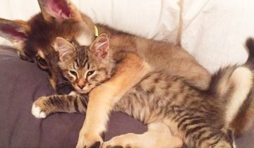 выбрала кота из приюта