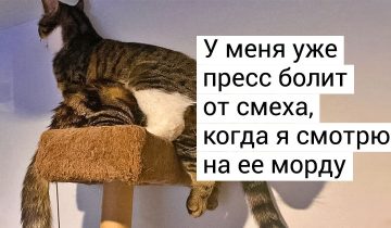 больше одного кота
