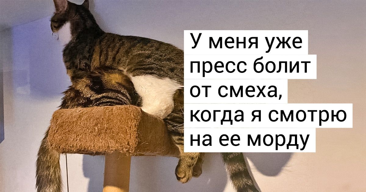 больше одного кота