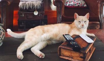 Вам пора завести кота