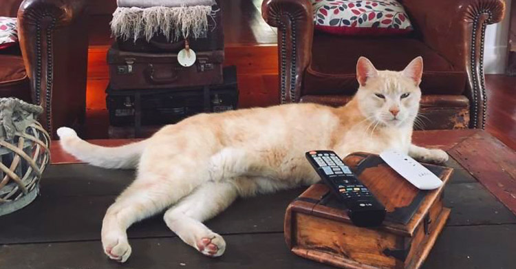 Вам пора завести кота