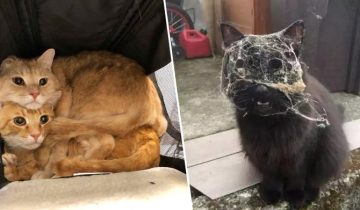 Веселое из жизни котов