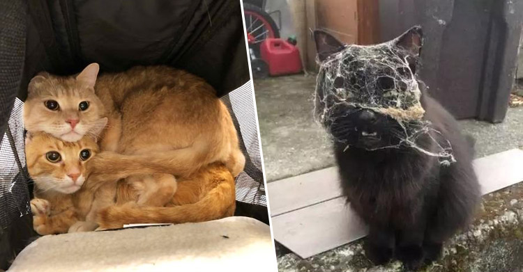 Веселое из жизни котов