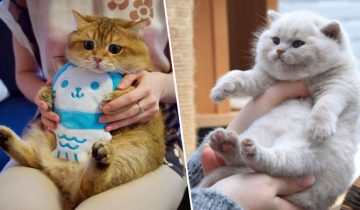 Откормленные котики