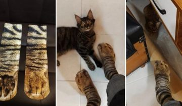 вся семья и кошки в шоке