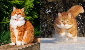 у красивого кота хозяин – фотограф