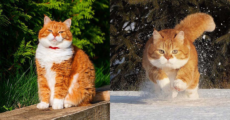 у красивого кота хозяин – фотограф