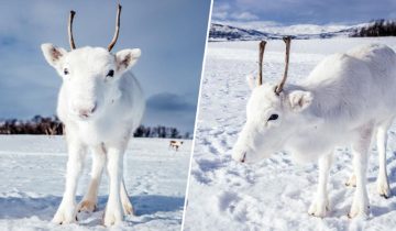 белый северный олень