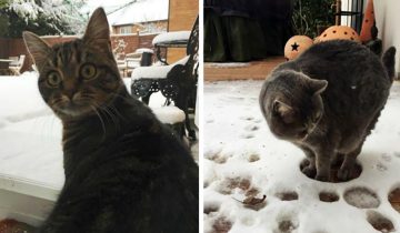 Котики впервые увидели снег