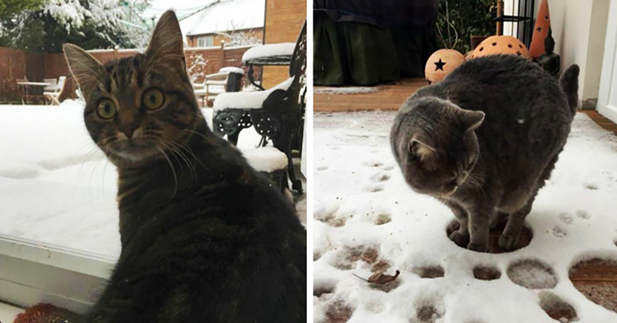 Котики впервые увидели снег