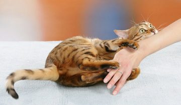 кошки впиваются когтями в хозяина