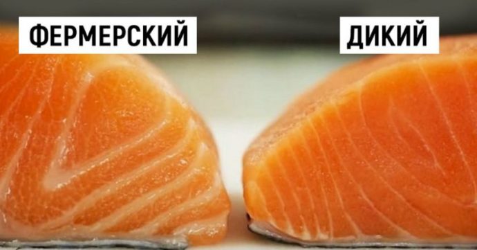 выбрать настоящий лосось