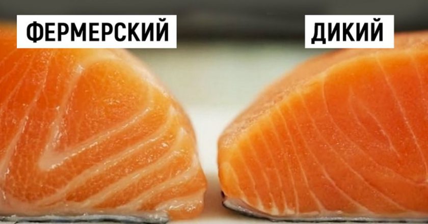 выбрать настоящий лосось