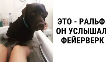 много заслуженных лайков