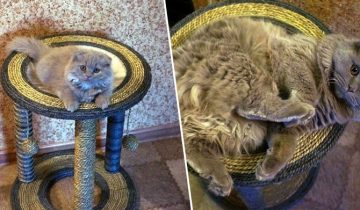 Котики растут