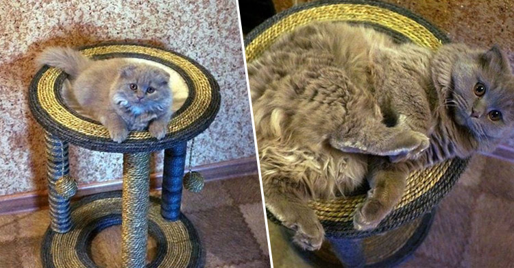 Котики растут