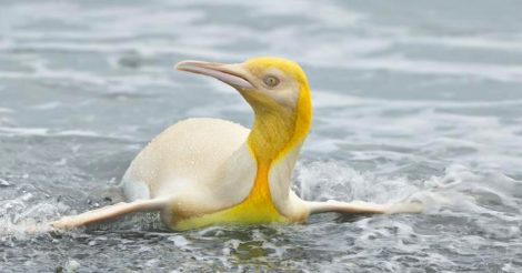 желтый пингвин