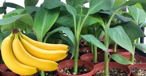 вырастить банановое дерево