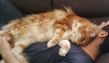 коты любят спать