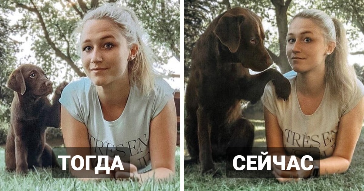 Милые щеночки