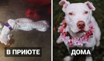 Настоящий дом собака