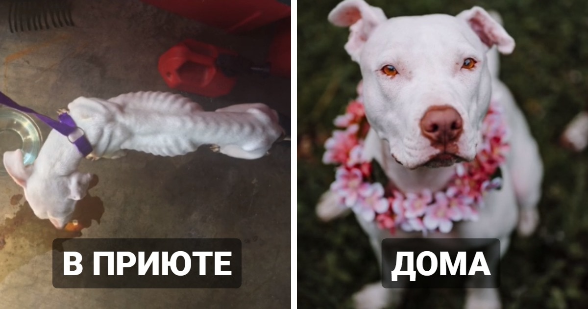 Настоящий дом собака