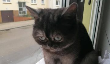 Грустная Фасолька