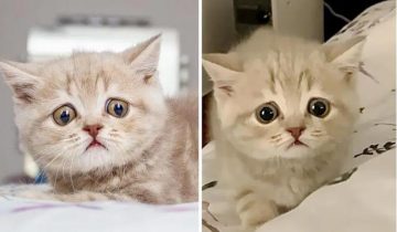 Котенок с огромными глазками