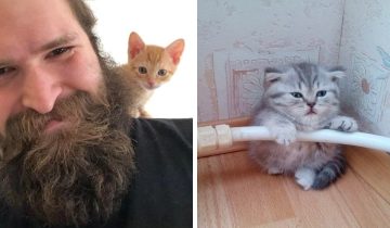 Крошечные котята