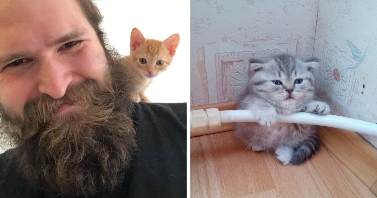 Крошечные котята