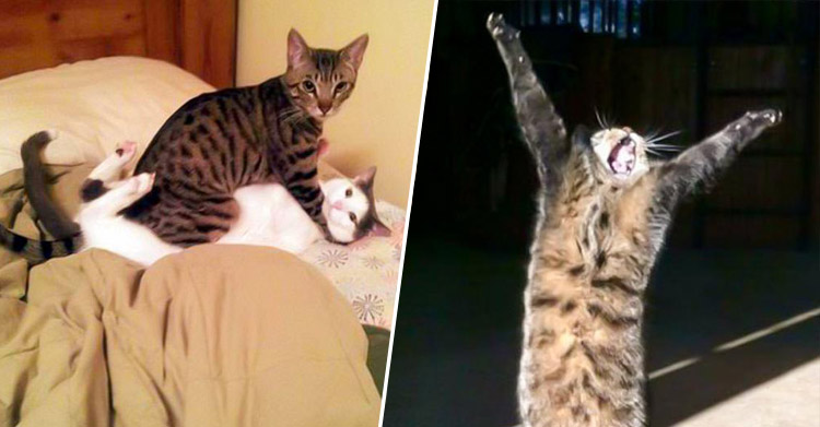Смешные мартовские котики
