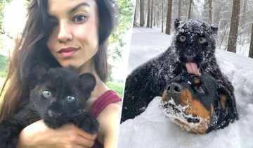 Пантера без родителей