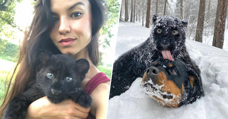 Пантера без родителей