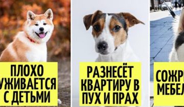не подойдут для жизни в квартире