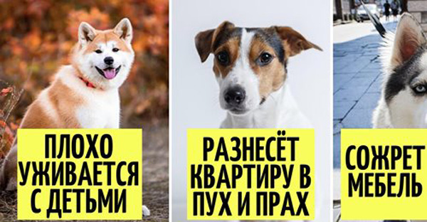 не подойдут для жизни в квартире