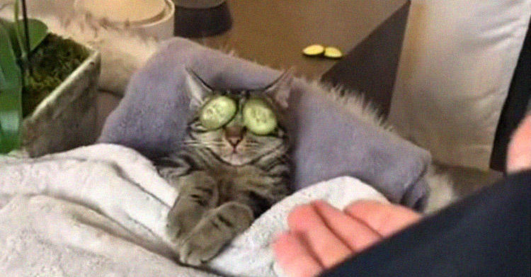 Муж устроил коту СПА