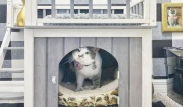сделали кошке настоящий коттедж