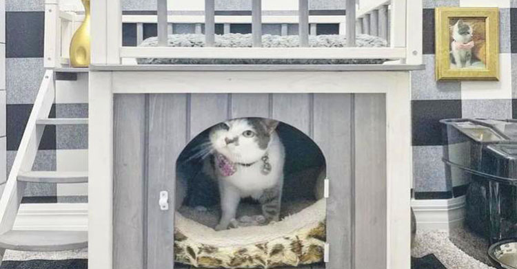 сделали кошке настоящий коттедж