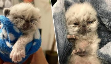 Необычный котенок