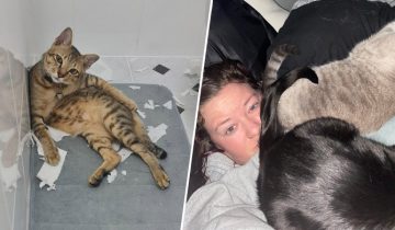 Котячая наглость