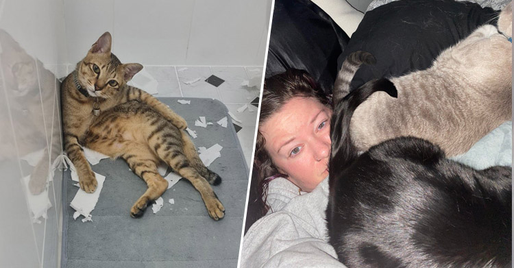 Котячая наглость