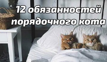 обязаности правильного кота