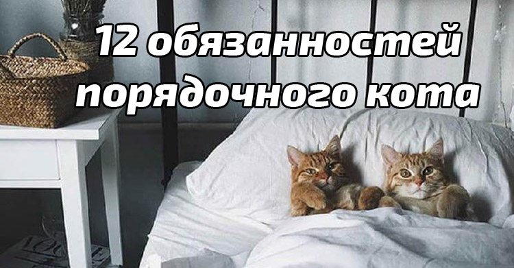 обязаности правильного кота