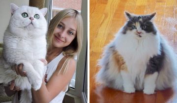 Домашние коты