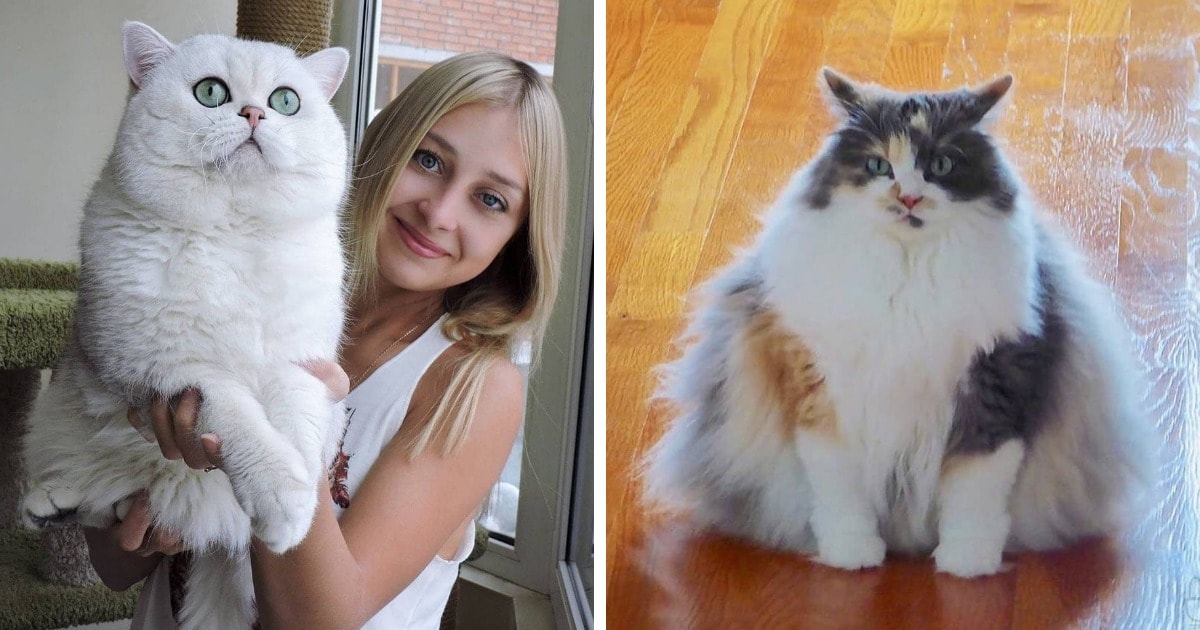 Домашние коты
