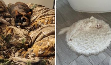 мимикрируют под окружающую среду