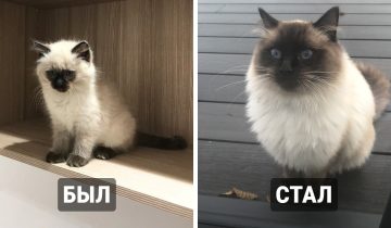 взрослые создания
