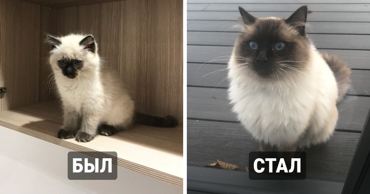 взрослые создания