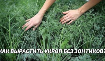 пышный укроп без зонтиков